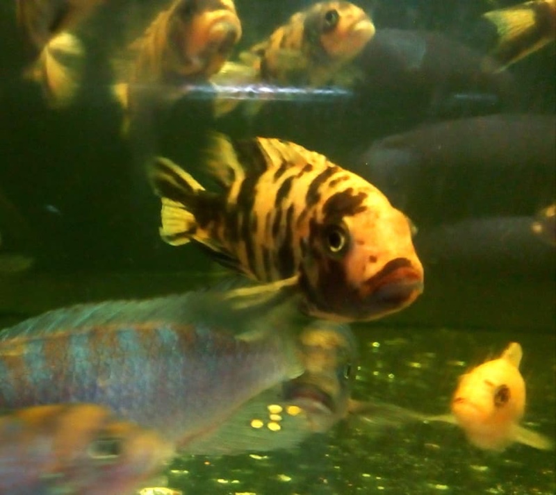 Maylandia zebra 'Narungu'